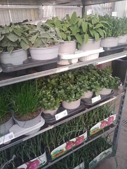 Manfron L'Evoluzione Del Fiore, Fiorista a Schio