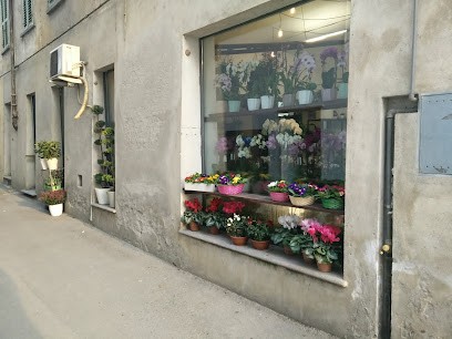 Vassallo Fiori, Fiorista a Saluzzo