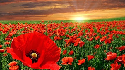 Papaveri E....., Fiorista a Miradolo Terme