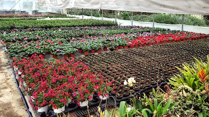 Bonin Ennerino, Fiorista a Castelfranco Veneto