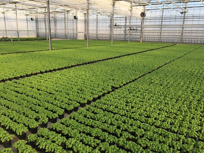 Floriculture Brothers Morotti, Fiorista a Capriolo