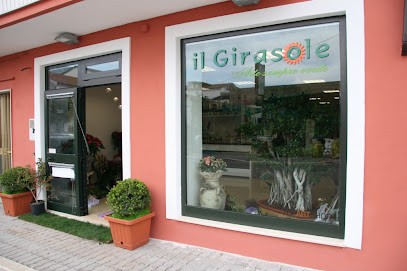 Il Girasole di Zeppetelli M. Teresa, Fiorista a Telese Terme