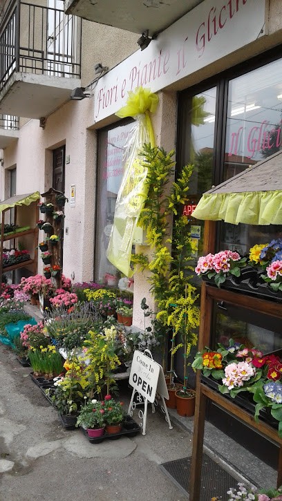 Il Glicine Fiori E Piante, Fiorista a Castellamonte