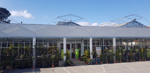 Floricoltura Maddii Ss, Fiorista a Montevarchi