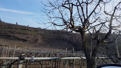 Floricoltura Valle Dei Ciliegi Di Gambaretto Luca, Fiorista a Soave