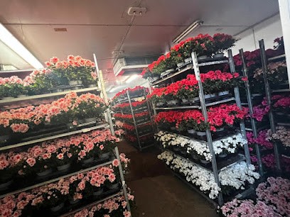 Antica Fioreria del Parco, Fiorista a Altofonte