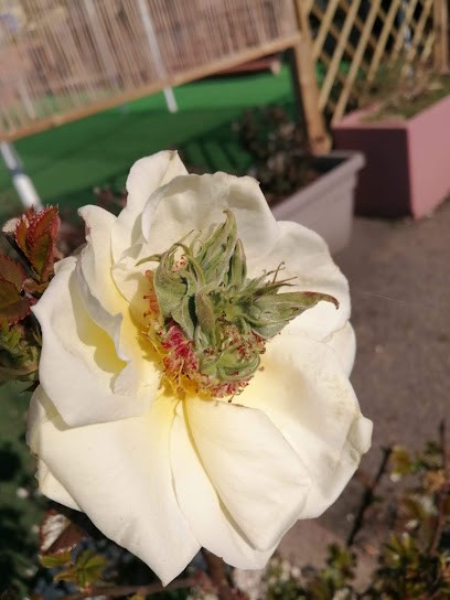 Fiori E Ballons Pisano, Fiorista a San Vero Milis