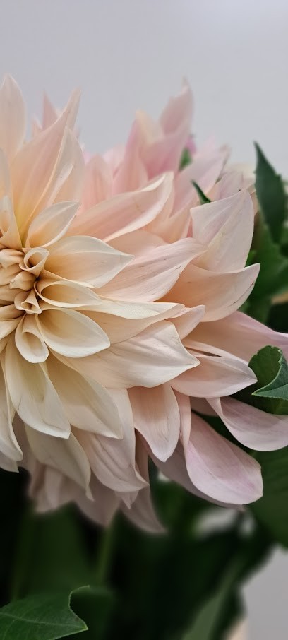 Na.Or. Group - Ingrosso Fiori Brescia, Fiorista a Flero