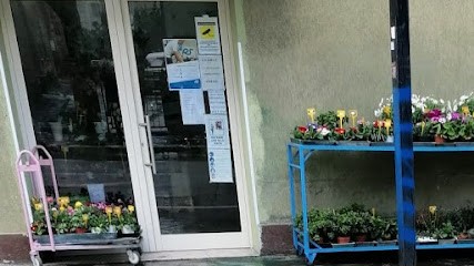 Fiori & Piante Sebastiano D'Adamo, Fiorista a Vasto