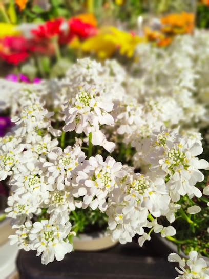 Bambin Sementi Snc, Fiorista a Giussano