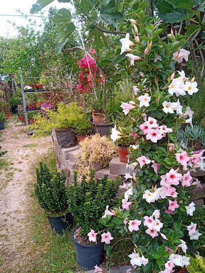 Vivaio Amazzonia, Fiorista a Latina