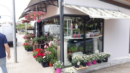 Fiori allo Specchio di Canu Daniela, Fiorista a Alghero