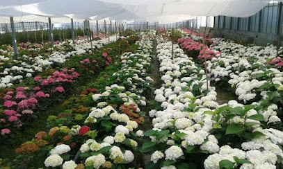 Azienda Floricola Oliva, Fiorista a Camporosso