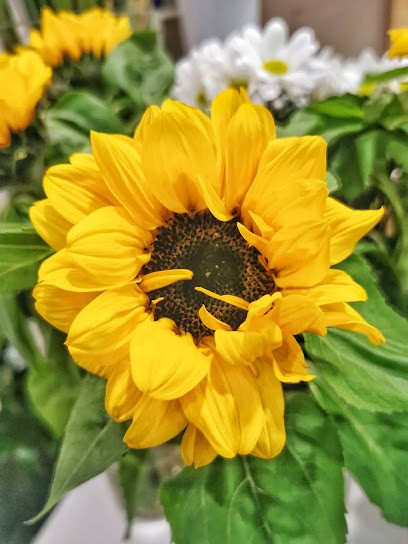 Tutto Rose E Fiori Di Bagaglini Mauro, Fiorista a Cisterna di Latina