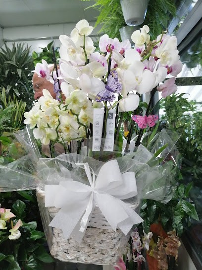 Il Ciclamino Di Cortegiani Michele, Fiorista a Palermo