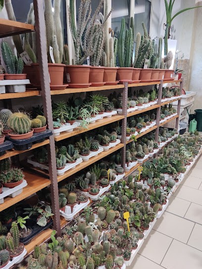 La Ginestra Ingrosso E Dettaglio Fiori, Fiorista a Lioni