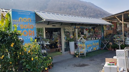 Verbano Garden, Fiorista a Verbania