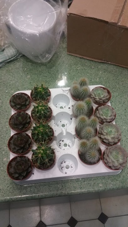 Fioreria Fiori E Foglie Di Ceccato Emanuela, Fiorista a Stra