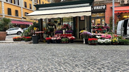 Piante E Fiori Mustafa, Fiorista a Roma