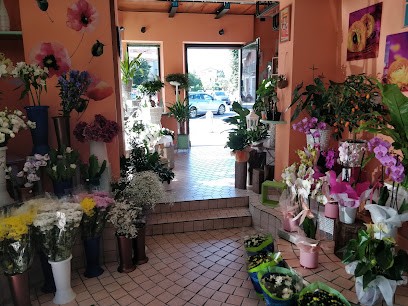 Punto Verde Di Franchi Francesca, Fiorista a Ponte dell'Olio