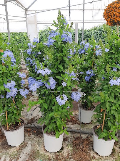 Plants Flower Garden, Fiorista a San Ferdinando di Puglia