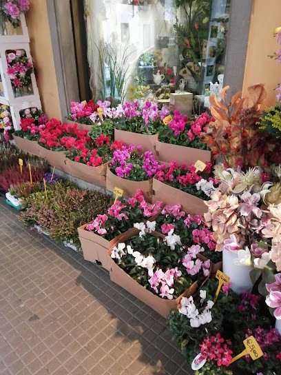 Mimosa Di Maestri Manola, Fiorista a Firenzuola