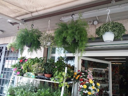 L'Orchidea Blu, Fiorista a Tivoli