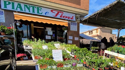 Piante E Fiori, Fiorista a Roma