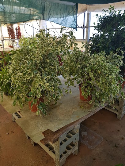 Del Gatto Rocco, Fiorista a Francavilla al Mare