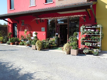 Fioreria Tollio Dante, Fiorista a Tezze sul Brenta