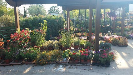 Vivaio D'Arpino, Fiorista a Cervaro