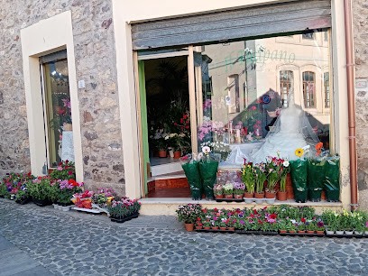 Fiori e Piante Il Tulipano di Pusceddu Fausto, Fiorista a Sardara