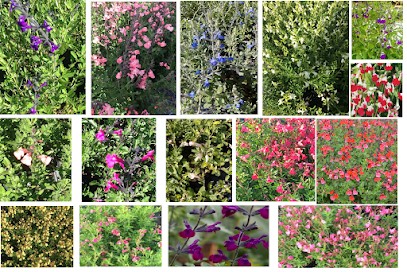 B.M. Flor di Eleonora Bonifazio, Fiorista a Albenga