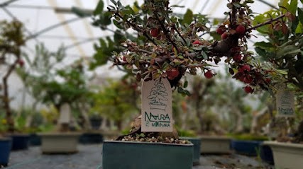 Bonsai Natura In Miniatura, Fiorista a Mondolfo