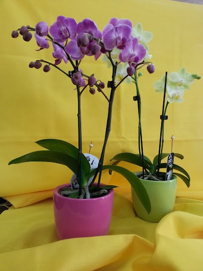 Fiori Massolini Di Facchetti Ivana, Fiorista a Gavardo