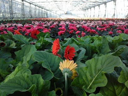 Longoni Roberto, Fiorista a Bellusco