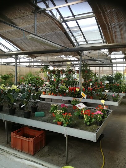 Hobby Verde, Fiorista a Fino Mornasco