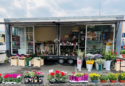 Fiori Pierini Simonetta, Fiorista a Lucca