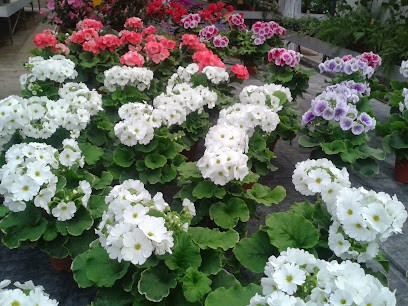 Flor Claudia E Cristina, Fiorista a Venezia