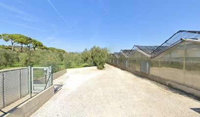 Floricoltura Gabana Riccardo, Fiorista a Padenghe sul Garda