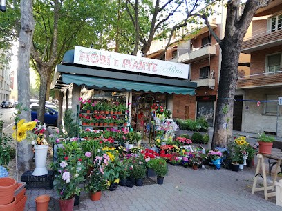 Fiori E Piante Alina, Fiorista a Torino