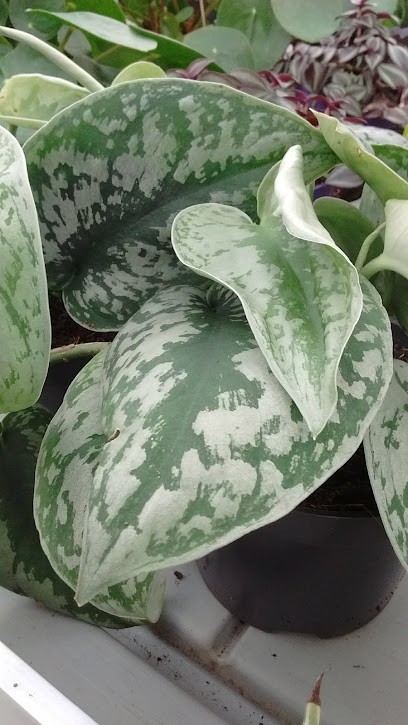 Fioreria Vecchia Bottega Di Fulgensi Serena, Fiorista a Filottrano