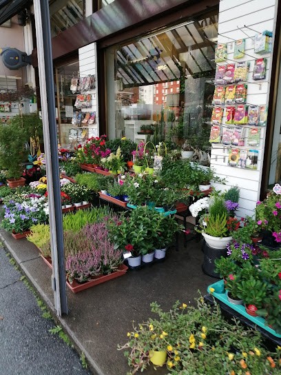 Fiorista Castelanelli, Fiorista a Sondrio