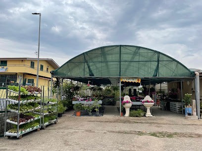 Vivaio Evergreen, Fiorista a Anzio