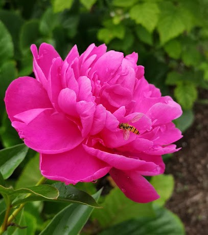 Peonia S.A.S. Di Consigliere/Miracca, Fiorista a Genova