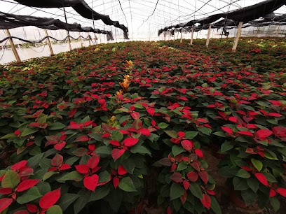 Centro Fiori Di Scalici Maria, Fiorista a Sciacca