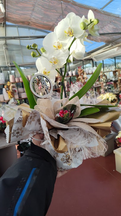 Candosin Luigi, Fiorista a Salgareda