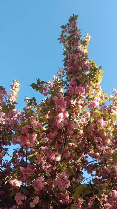 Euroflora Di Moncini Luciano, Fiorista a Vetralla