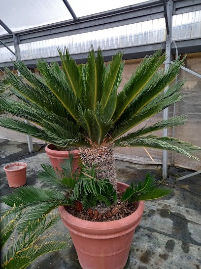 Serra Mungai Mario, Fiorista a Pistoia