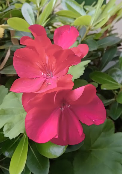 Pagnoni Giacomo, Fiorista a Corte Franca